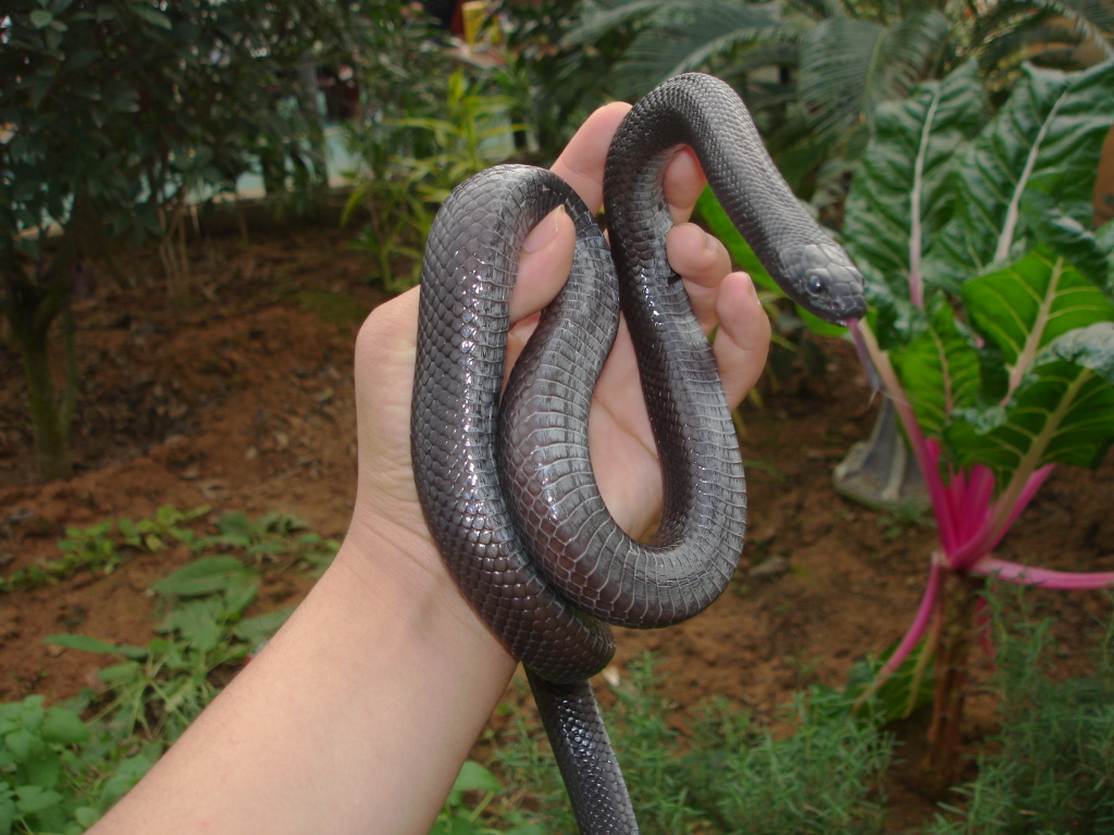 멕시칸 블랙킹 스네이크 사육정보 - 뱀&도마뱀&거북 - 렙타일A펫 [Ulsan Arboretum]